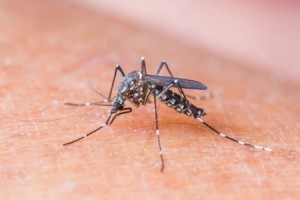 ZIKA VIRUS: Trying to conceive